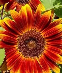 Насіння Весна Соняшник помаранчевий (Зипер) 2 г (12112)