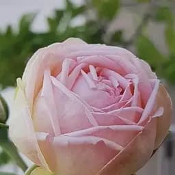 Троянда кущова Agro-Market Charming Piano саджанець класу АА+ вищий сорт 1 шт. в упаковці (181425)