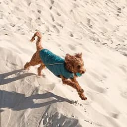 Жилет для собак Pet Fashion E.Vest M морська хвиля - мініатюра 3