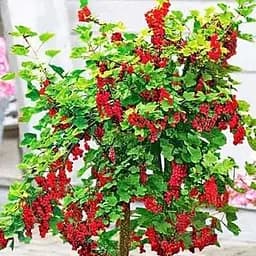 Саженец Agro-Market Смородина на штамбе Рондо (поздний срок созревания, зимостойкий сорт) 1 шт. в упаковке (43077)