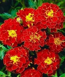 Насіння Весна Чорнобривці Червоні (Зипер) 1 г (15180)