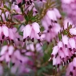 Эрика цветущая 2-летняя Ewa вазон С1.5 (189911) 1 саженец в упаковке Нидерланды