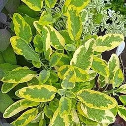 Саджанець Agro-Market Шавлія ряболистий Aurea (51755) 1 шт. в упаковці