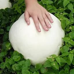 Сухий зерновий міцелій "Дощовик гігантський" 100г (45572)