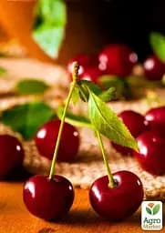 Саджанець Agro-Market Вишня Малятко (літній сорт, ранній термін дозрівання) 1 шт. в упаковці (35795) - мініатюра 2