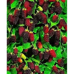 Саджанець Agro-Market Малиново-ожиновий гібрид Бойсенберрі (Boysenberry) (ремонтантний сорт, один з кращих гібридів) Корневище 1 шт. (23997)