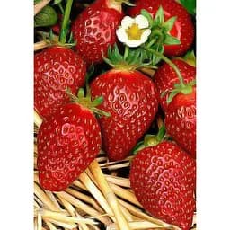 Саджанець Agro-Market Полуниця Клер (Clery) 5шт (ранній термін дозрівання, дуже великі гарні ягоди) (25800)