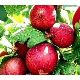 Саджанець Agro-Market Аґрус Хіннонмакі Ред 2х-річний укорінений у контейнері 1 саджанець (180978)