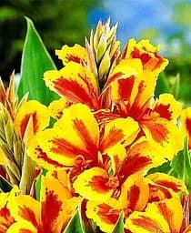 Саженец Agro-Market Канна Низкорослая Queen Charlotte 1 шт. в упаковке (49747)