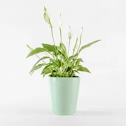 Горщик для квітів МВМ My Home, 16 см, зелений (DH-FLOWERS-29 GREEN) - мініатюра 4
