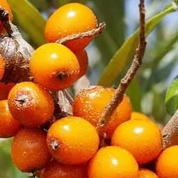 Саджанець Agro-Market Обліпиха 2-річна Hergo вкорінена в контейнері (жіночий сорт) 1 шт. в пакуванні (183346)