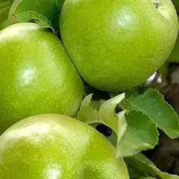 Саджанець Agro-Market Яблуня Гренні Сміт (зимовий сорт, пізній термін дозрівання) (23463) 1 шт. в упаковці