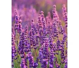 Саженец Agro-Market Лаванда английская узколистная Фолгейт (Folgate) (120490) 1 шт. в упаковке