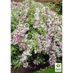 Саджанець Agro-Market Вейгела 2-х річна Splendid С3 висота 20-40 см (152339) 1 шт. в упаковці - мініатюра 2
