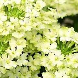 Вербена ампельная "Vanessa Compact Lime" (185523) 1 саженец