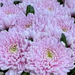 Хризантема "Ottawa Rose" (низкоросла крупноквіткова) (189673) 1 саженец