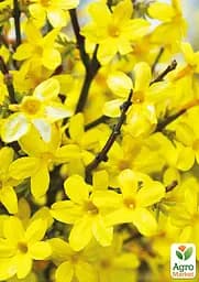 Жасмин жовтий (ампельний) "Nudiflorum" 2х річний (вазон С1) (184783) 1 саженец - мініатюра 2