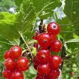 Саженец Agro-Market Смородина красная Ненаглядная (средний срок созревания) 1 шт. в упаковке (38430)