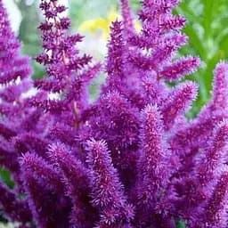 Астильба китайська "Purpurlanze" (189876) 1 саженец Нідерланди