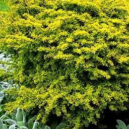 Барбарис Тунберга 2-х річний "Golden Dream" С2 (188046) 1 саженец