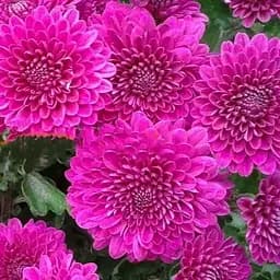 Хризантема мультифлора куляста "Pilou Violet" (189659) 1 саженец