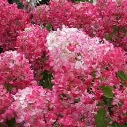 Саджанець Agro-Market Гортензія 3-х річна волотиста Diamant Rouge (103274)