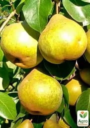 Саджанець Agro-Market Груша Платоновская (осенний сорт, средний срок созревания) 1 шт. в упаковці (178394) - мініатюра 2