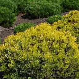 Сосна горная Agro-Market Ophir ком/сетка высота 90-100 см 188448 1 саженец в упаковке