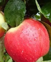 Саджанець Agro-Market Яблуня Женева Ерлі (літній сорт, ранній термін дозрівання) 1 шт. в упаковці (25620)