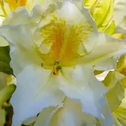 Рододендрон Agro-Market Angel wings бело-желтый с бронзовыми листьями 1 саженец в упаковке (47962)