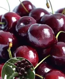 Саджанець Agro-Market Черешня темно-червона Міа (Mia) (преміальний реально смачний сорт) 1 шт. в упаковці (49955)