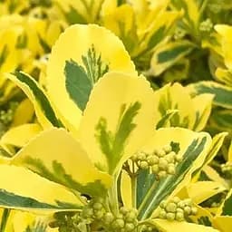 Саджанець Agro-Market Бересклет Японський Aureomarginata (52062)