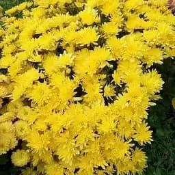 Хризантема мультифлора куляста "Kumo Yellow" (189655) 1 саженец