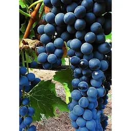 Саджанець Agro-Market Виноград Лівадійський чорний (ідеальний для виноробства, ранньо-середній термін дозрівання, має оптимальні показники кислотності і цукристості) 1 шт. в упаковці (38135)