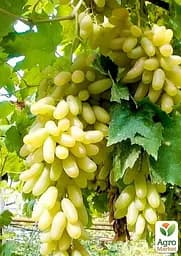 Саджанець Agro-Market Виноград Азія (саджанець дуже великого солодкого винограду) 1 шт. в пакуванні (101881) - мініатюра 2