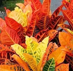 Саджанець Agro-Market Кротон (Croton) Petra (50617) 1 шт. в упаковці (комнатный)