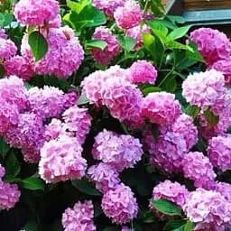 Гортензия Agro-Market Balmer крупнолистная розовая 1 саженец в упаковке (38421)