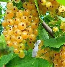 Саджанець Agro-Market Порічка (смородина) жовта Імператорська середньо-ранній термін дозрівання, високоврожайний сорт) 1 шт. в пакуванні (17541) - мініатюра 3