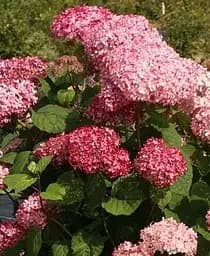 Гортензия Agro-Market Pink Annabelle 3-х летняя древовидная 1 саженец в упаковке