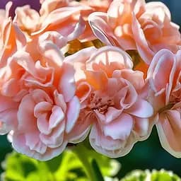 Пеларгония зональная "Salmon Queen" (189799) 1 саженец