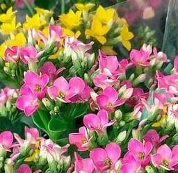 Саджанець Agro-Market Каланхое Блоссфельда Rose (Kalanchoe Blossfeldiana) (50627) 1 шт. в упаковці