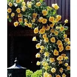 Саженец Agro-Market Роза плетиста Голден Гейт (класс АА+) высший сорт (21020) 1 шт.