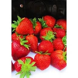 Саджанець Agro-Market Полуниця Сірафін 5шт (ремонтантний сорт) (44712)