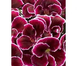 Саджанець Agro-Market Пеларгонія Королівська Aristo Black Beauty (116145) 1 шт. в упаковці