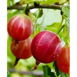 Саджанець Agro-Market Аґрус безколючковий Мюнхгаузен (середній термін дозрівання, морозостійкий сорт) 1 саджанець (20737)