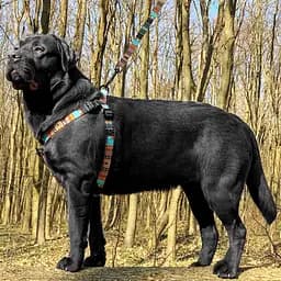 Шлея для собак BronzeDog Urban Орнамент ацтеки S 40-53 см - мініатюра 4