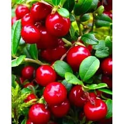 Саджанець Agro-Market Брусниця коралово-червона Мадам (Madam) (преміальний ремонтантний сорт, дуже корисна) 1 саджанець (48159)