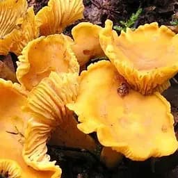 Сухий зерновий міцелій "Лисичка жовта" 100г (45192)