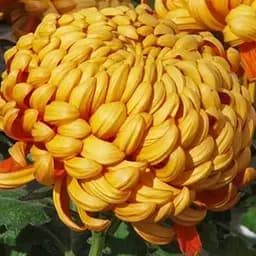 Хризантема "Orlando Dore" (низькоросла великоквіткова) (189676) 1 саженец