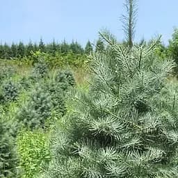 Саджанець Agro-Market Ялиця Каліфорнійська 4-х річна (Abies concolor) висота 60-70 см (116271)